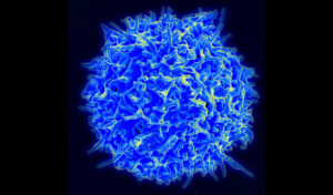 Маркеры иммунных клеток