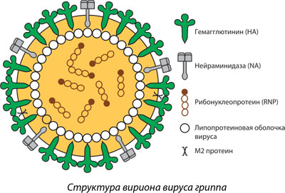 Устройство вируса гриппа 