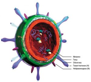 Гемагглютинин и нейраминидаза, вирус гриппа