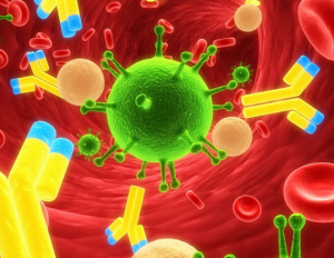Клеточный и гуморальный иммунитет - надежная защита организма