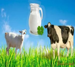 козье или коровье молоко